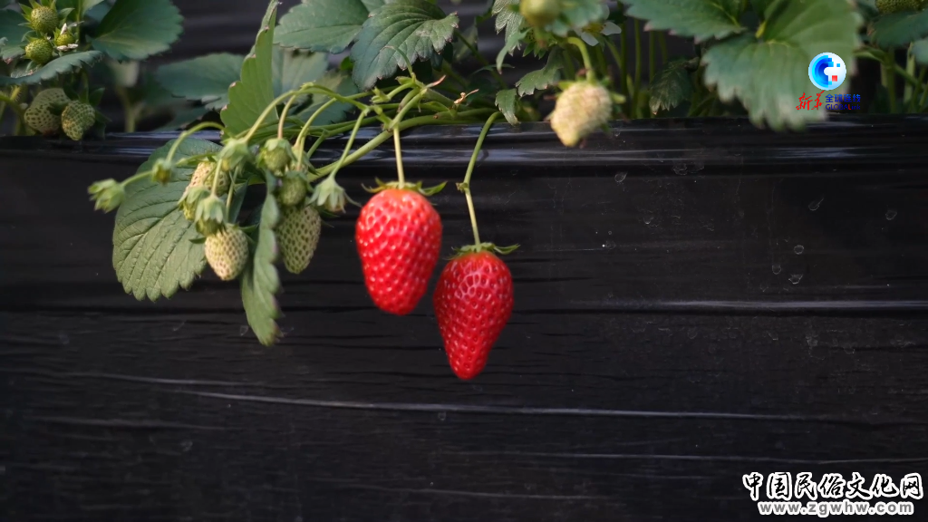 中国-中亚峰会|爱种草莓的王倩:将先进种植技术引入乌兹别克斯坦